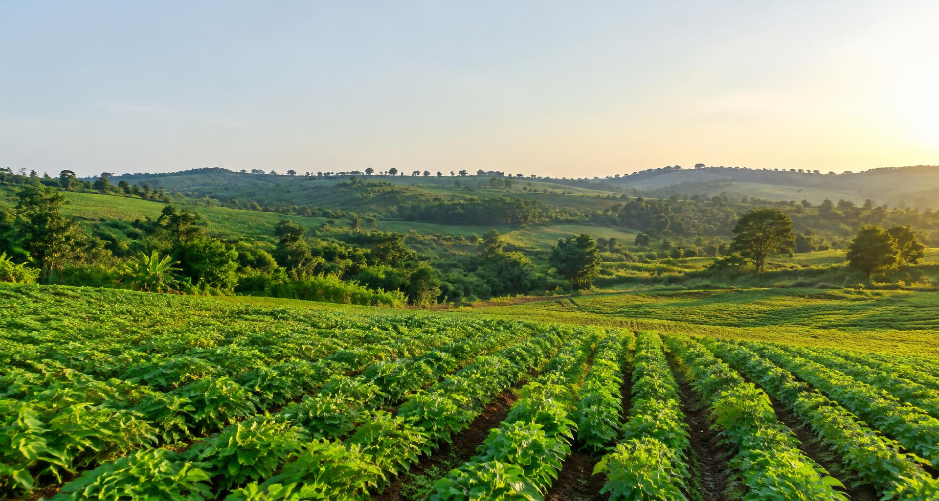 Green agricultural fields in morning sunlight